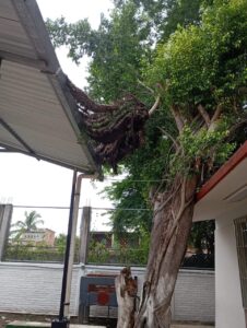 MARQUELIA ÁRBOL CAÍDO (1)