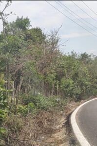 MARQUELIA TERRENOS BALDÍOS