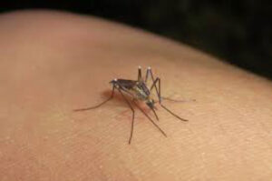 estado Zancudo aedes aegipty
