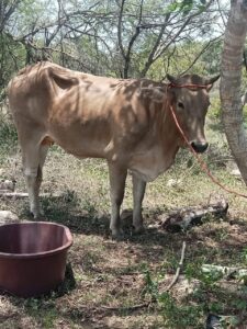 COPALA LOS ANIMALES (1)