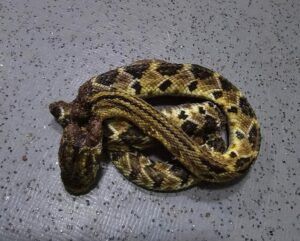 ROJA LA SERPIENTE