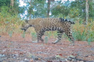 SOCIALES el jaguar