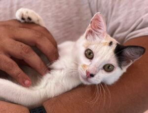 Marquelia.- Continua campaña de esterilización felina