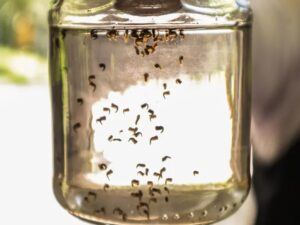 nacional dengue
