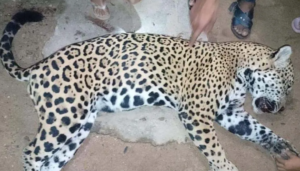 roja matan a jaguar en la sierra