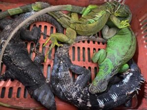 SOCIALES IGUANAS 1