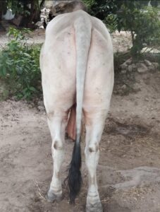 Marquelia.- Piden campaña de tuberculosos bovina