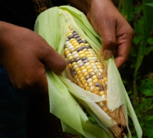 NACIONAL CAERA PRODUCCION DE GRANOS
