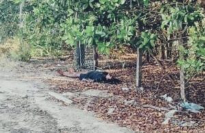 ROJA EL CADAVER