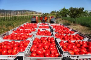 nacional tomate mexicano
