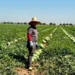 Los migrantes pagan más en impuestos que los hogares más ricos de EU, afirma informe