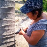 Capacita Sagadegro a productores de coco