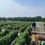 Lanzan convocatoria para trabajadores agrícolas en EE.UU
