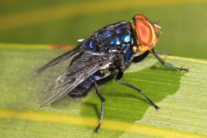 NACIONAL MOSCA DEL GUSANO BARRENADOR