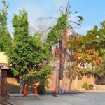 Se incendia palmera en la primaria Basilio Vadillo