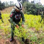 Ejército destruye 203 plantíos de enervantes en 6 estados