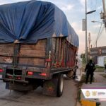 Asegura SSP Guerrero 8 mil ejemplares de palma real en Acapulco