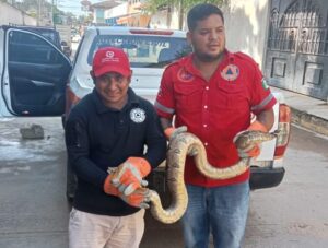 OME CAPTURA Y LIBERACIÓN (3)