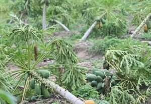 nacional papayas perdidas