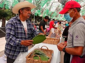 NACIONAL NOPAL