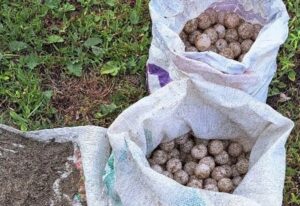 ROJA HUEVOS DECOMISADOS