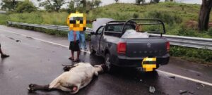 ROJA LA RES Y LA CAMIONETA AFECTADA (1)