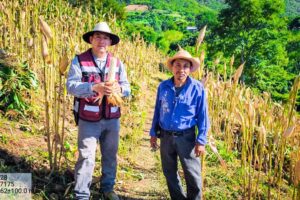 estado sagadegro maiceros (1)