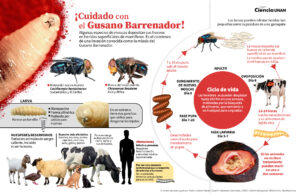 ESTADO GUSANO BARRENADOR CICLO