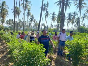 OME HUERTA DE CHILES (1)