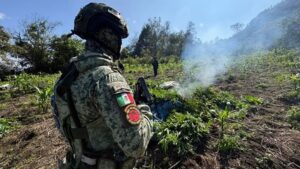 ROJA destruyen plantios de marihuana