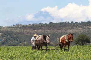 nacional granos basicos