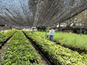 ESTADO VIVERO VICENTE GUERERRO (3)