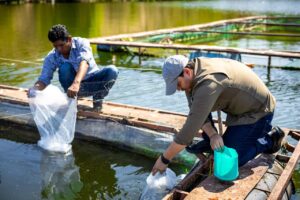 ESTADO SAGADEGRO TILAPIA (2)