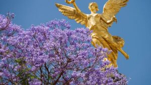 SOCIALES JACARANDAS (3)