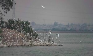 nacional lago de texcoco