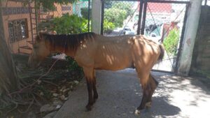 MARQUELIA EL CABALLO (1)