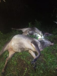 SAN LUIS GANADO AFECTADO