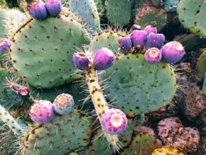 SOCIALES NOPAL 2