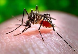 estado dengue
