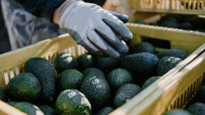 NACIONAL AGUACATE