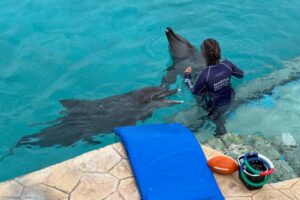SOCIALES DELFINES