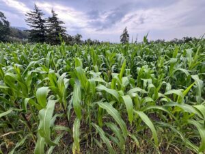 NACIONAL AUMENTA INVERSION AGRICOLA
