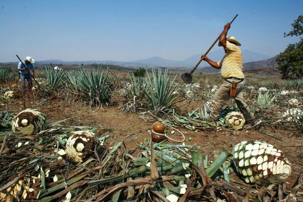 SOCIALES TEQUILA