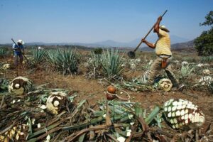 SOCIALES TEQUILA