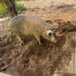 Policía Ecológica de Ometepec resguarda cerdos que causaban destrozos