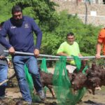 Continúa limpieza en Playa Honda; prevén retirar 30 toneladas de residuos